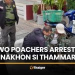 Two men nabbed for porcupine poaching in Nakhon Si Thammarat | Thaiger