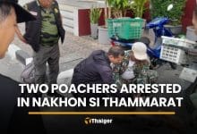 Two men nabbed for porcupine poaching in Nakhon Si Thammarat | Thaiger