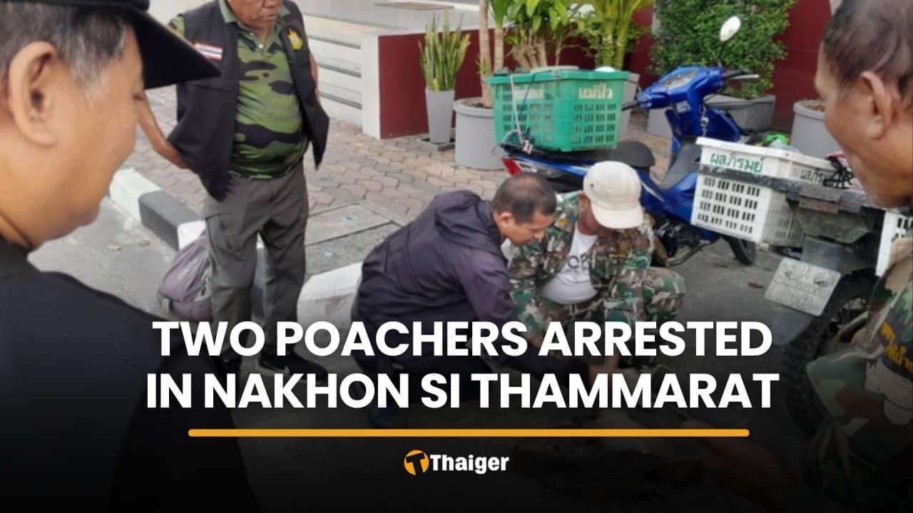 Two men nabbed for porcupine poaching in Nakhon Si Thammarat | Thaiger