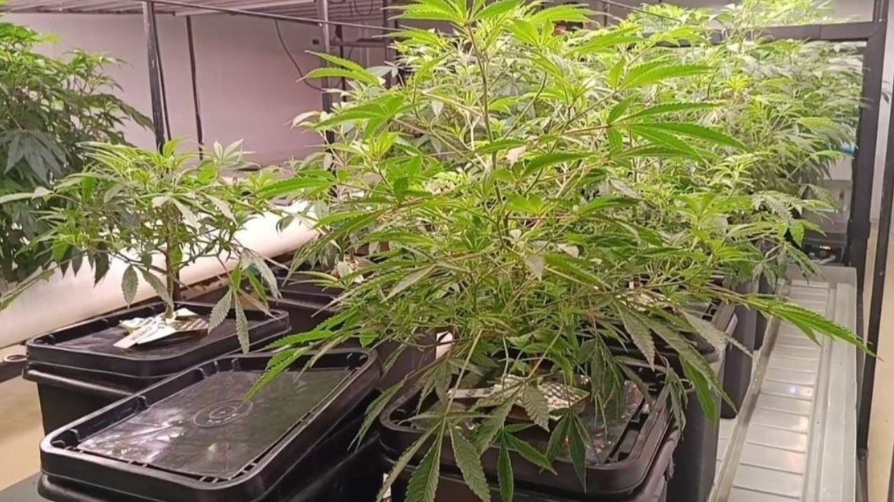 Israeli man arrested in Krabi cannabis extract factory raid