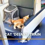 Cat bites owner, stops Thai train, gets blamed for seven-hour delay | Thaiger