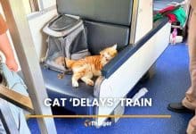 Cat bites owner, stops Thai train, gets blamed for seven-hour delay | Thaiger