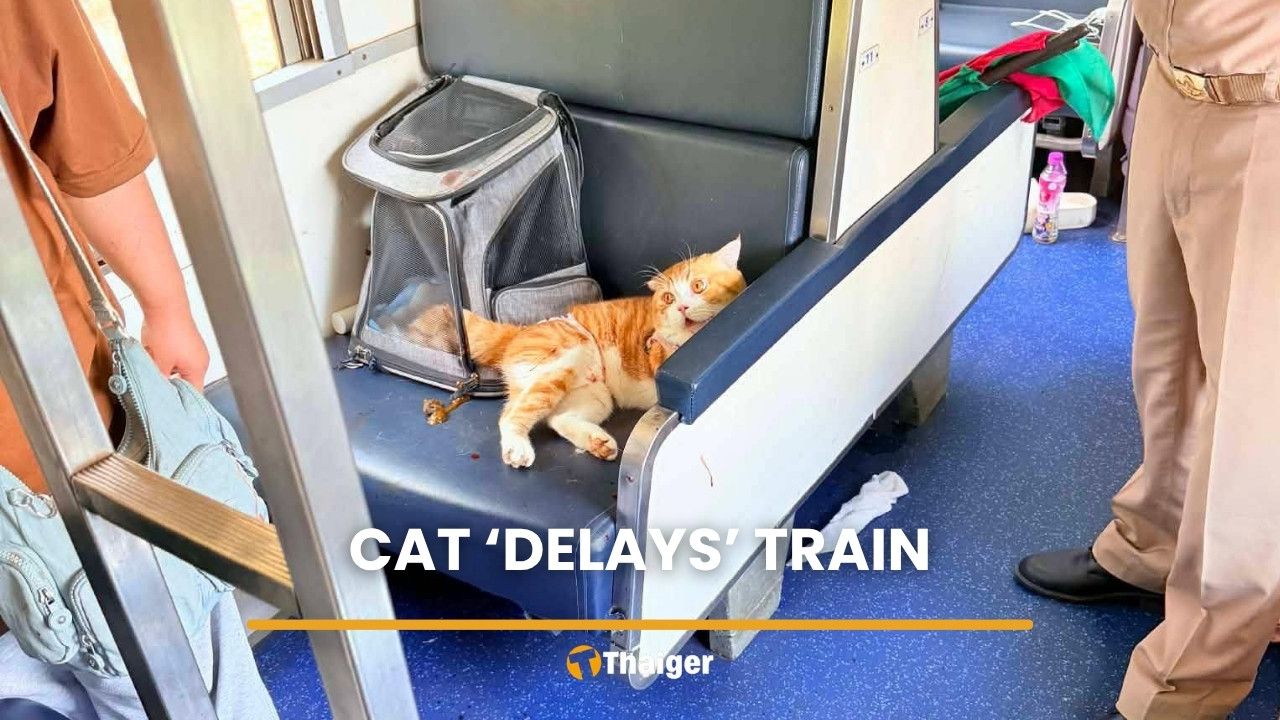 Cat bites owner, stops Thai train, gets blamed for seven-hour delay | Thaiger