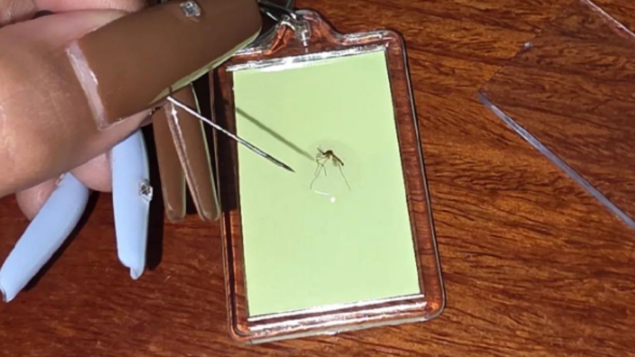 Thai TikToker creates keychains from dead mosquitoes