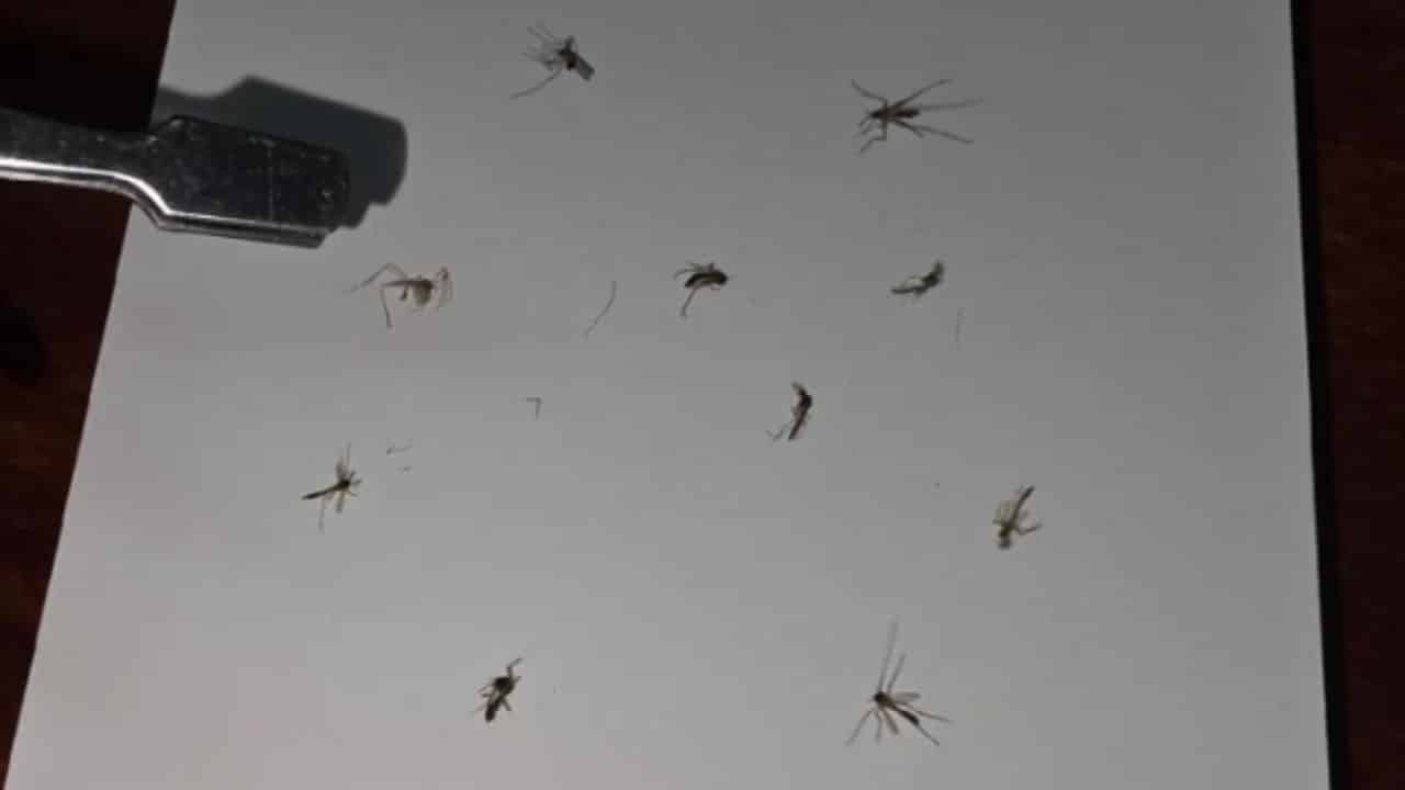Dead mosquito keychains