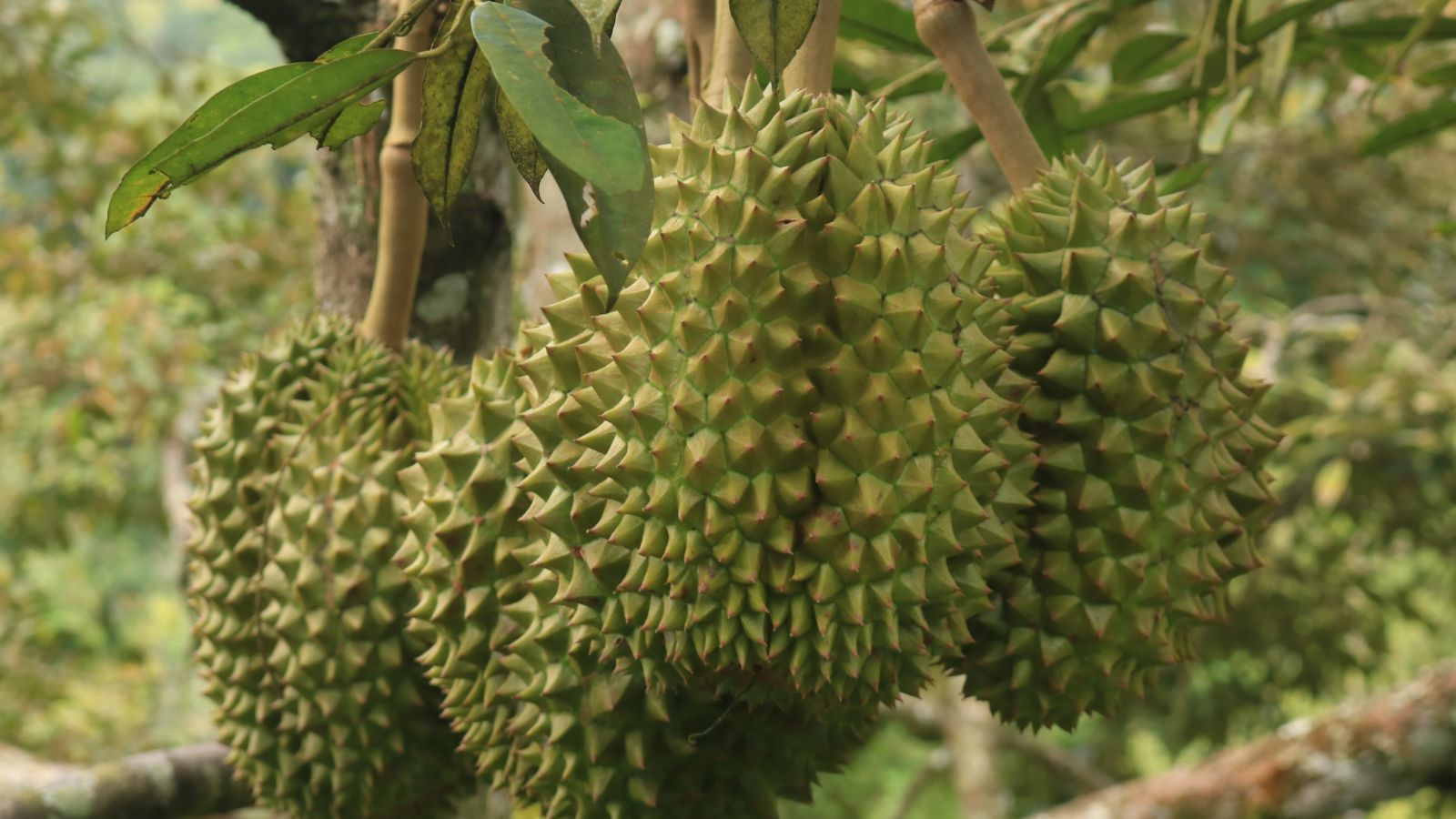 Thai durian exports to grow, TikTok partnership boosts sales | News by Thaiger