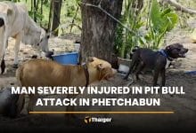 Man severely injured in pit bull attack in Phetchabun | Thaiger