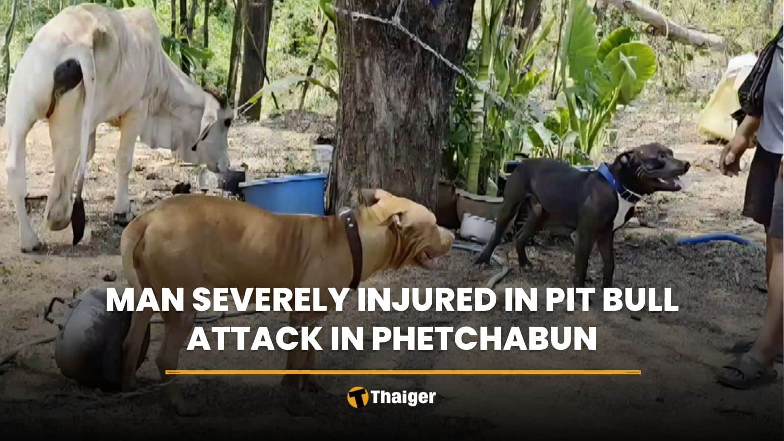 Man severely injured in pit bull attack in Phetchabun | Thaiger