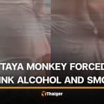 Foreign man in Pattaya accused of forcing monkey to drink alcohol and smoke | Thaiger