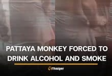 Foreign man in Pattaya accused of forcing monkey to drink alcohol and smoke | Thaiger