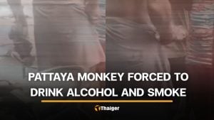 Foreign man in Pattaya accused of forcing monkey to drink alcohol and smoke | Thaiger