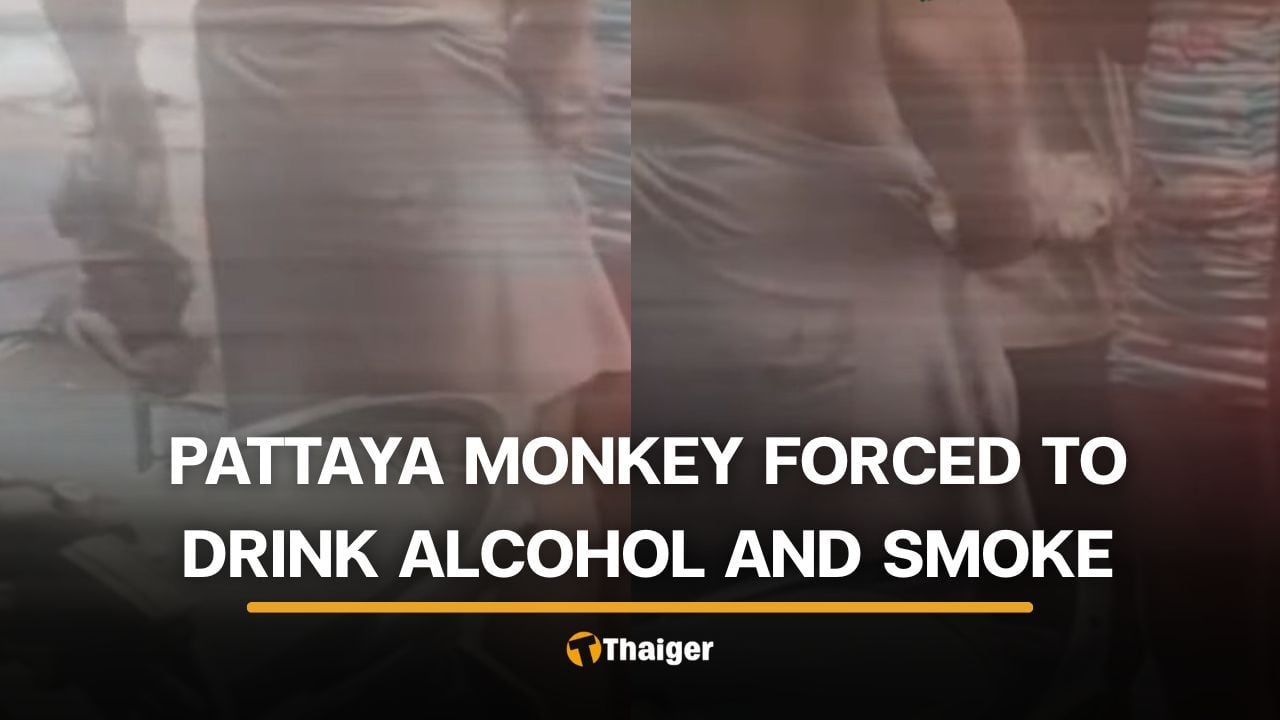 Foreign man in Pattaya accused of forcing monkey to drink alcohol and smoke | Thaiger