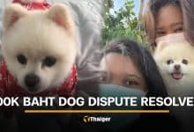 Thai woman pays 100,000 baht to retrieve her dog from caretaker | Thaiger