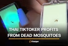 Thai TikToker goes viral for turning dead mosquitoes into keychains | Thaiger