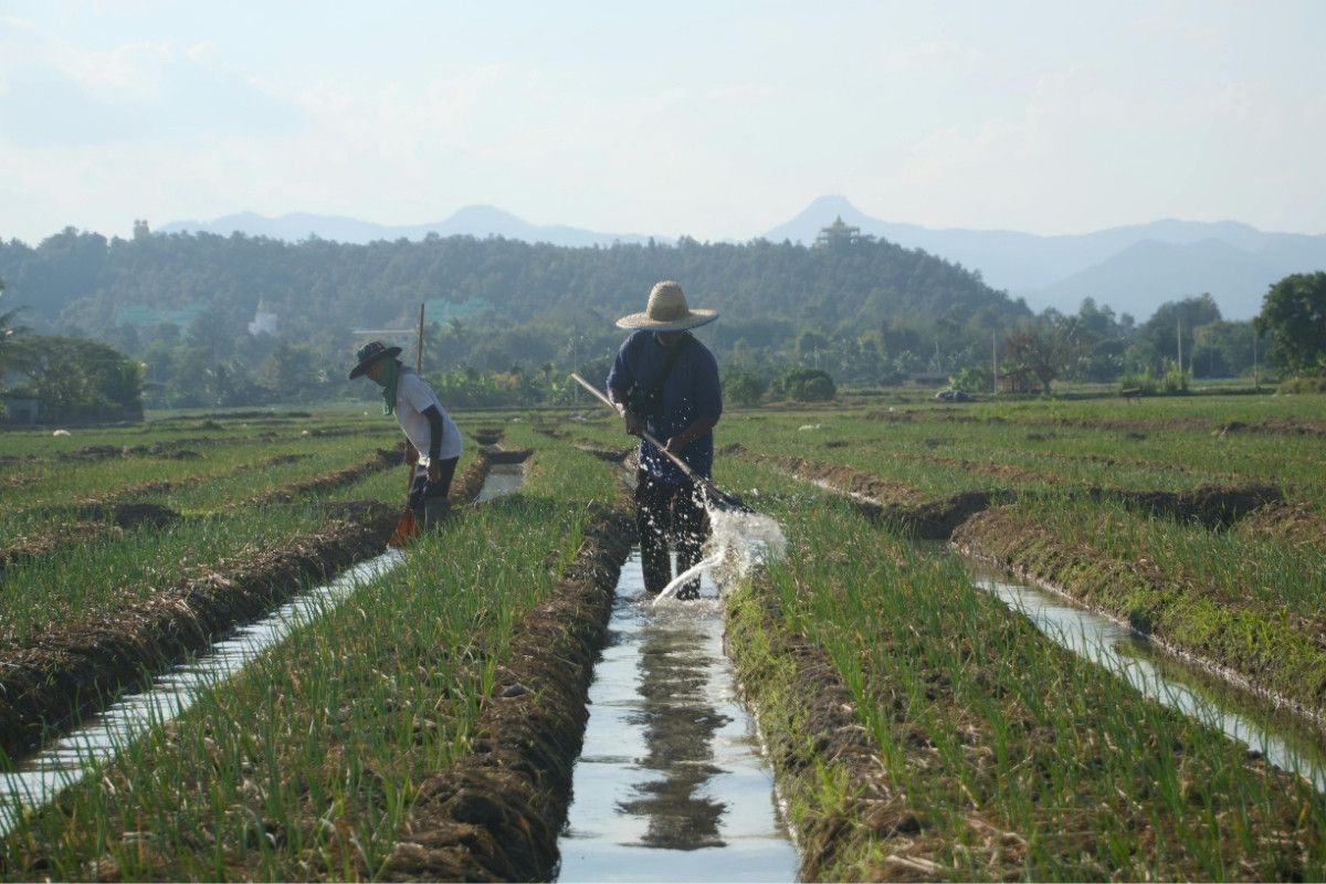 Thai farmers tending onion fields in Chiang Mai 
