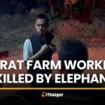 Trat farm worker killed by wild elephant in musth | Thaiger
