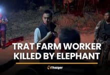 Trat farm worker killed by wild elephant in musth | Thaiger