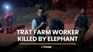 Trat farm worker killed by wild elephant in musth | Thaiger