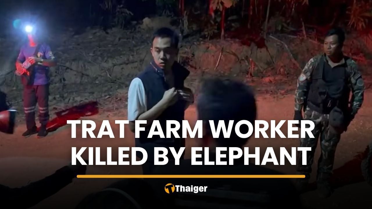 Trat farm worker killed by wild elephant in musth | Thaiger