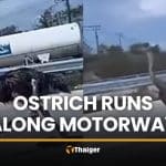 Ostrich on the loose runs along Chon Buri motorway | Thaiger