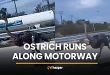 Ostrich on the loose runs along Chon Buri motorway | Thaiger