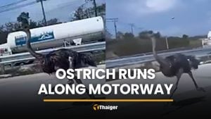 Ostrich on the loose runs along Chon Buri motorway | Thaiger