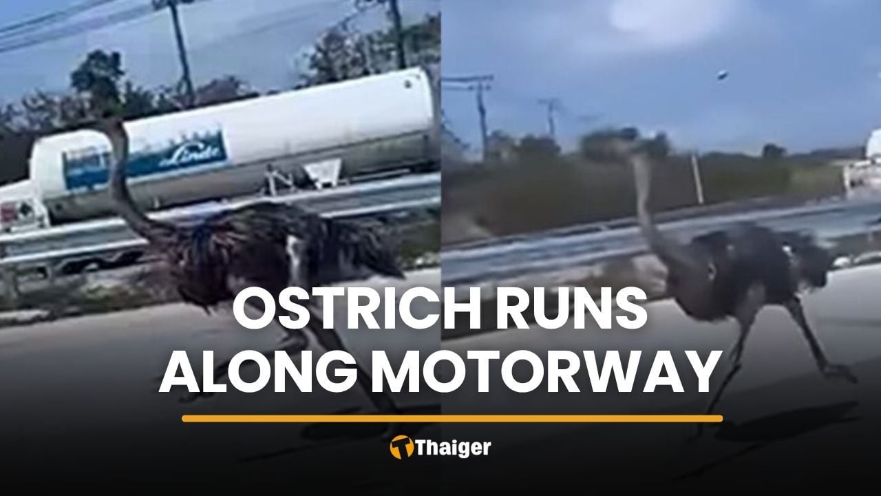 Ostrich on the loose runs along Chon Buri motorway | Thaiger