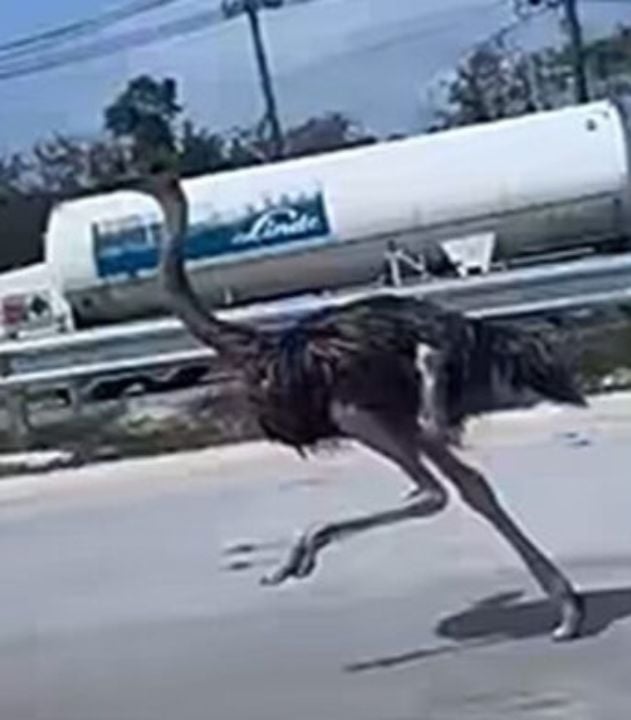 A Chon Buri ostrich ran about 15 kilometres along a motorway after escaping through a café gate in Bang Lamung.