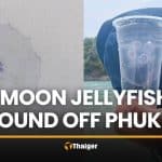 Tourists warned after moon jellyfish found floating off Phuket | Thaiger