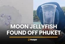 Tourists warned after moon jellyfish found floating off Phuket | Thaiger