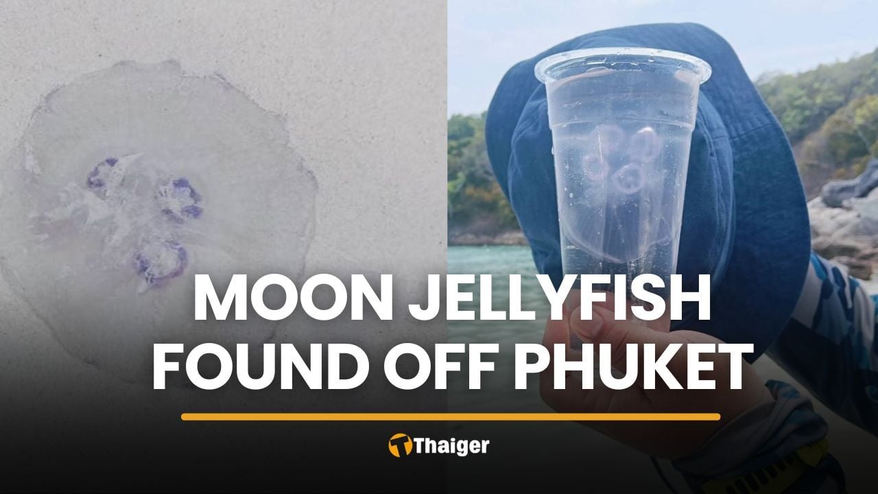 Tourists warned after moon jellyfish found floating off Phuket | Thaiger