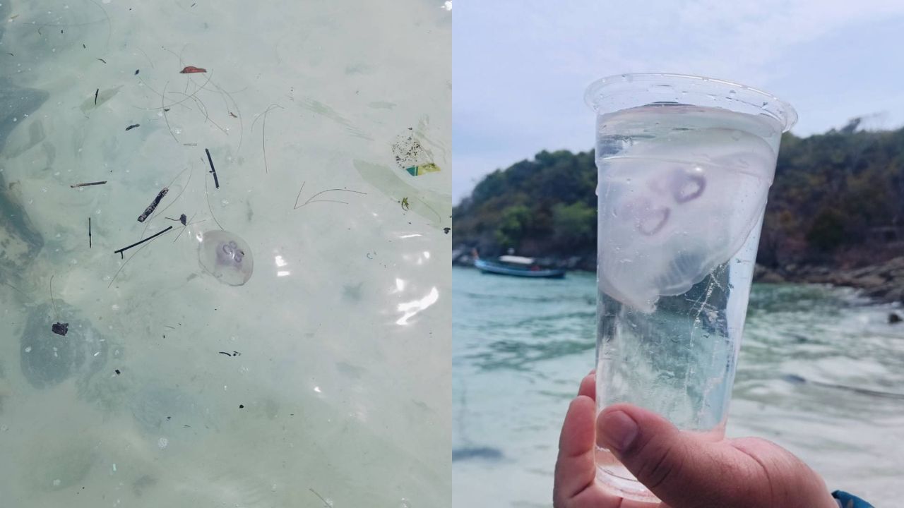 Tourists in Phuket were warned not to touch moon jellyfish after about 20 to 30 were found near Koh Racha Yai on April 7.