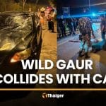 Wild gaur killed while crossing road near Khao Yai | Thaiger