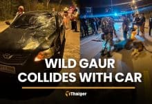 Wild gaur killed while crossing road near Khao Yai | Thaiger