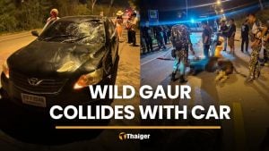 Wild gaur killed while crossing road near Khao Yai | Thaiger