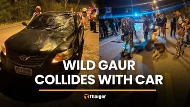 Wild gaur killed while crossing road near Khao Yai | Thaiger