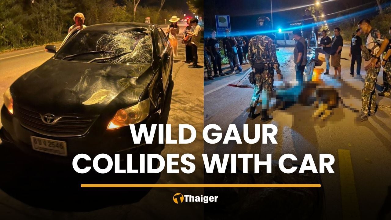 Wild gaur killed while crossing road near Khao Yai | Thaiger