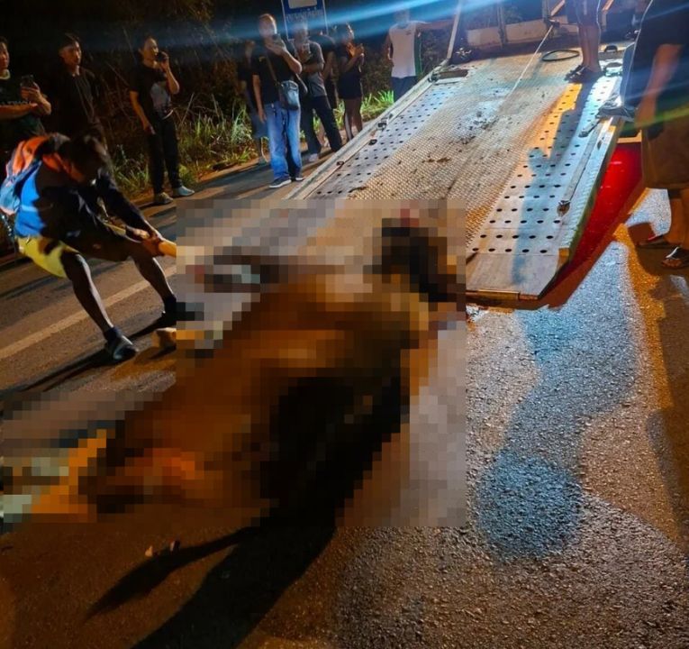 A car hit and killed a wild gaur crossing a road near Khao Yai, while the driver survived the crash without serious injury.