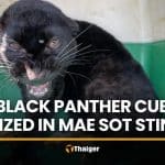 Black panther cub seized in Mae Sot sting operation | Thaiger