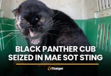 Black panther cub seized in Mae Sot sting operation | Thaiger