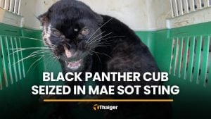 Black panther cub seized in Mae Sot sting operation | Thaiger