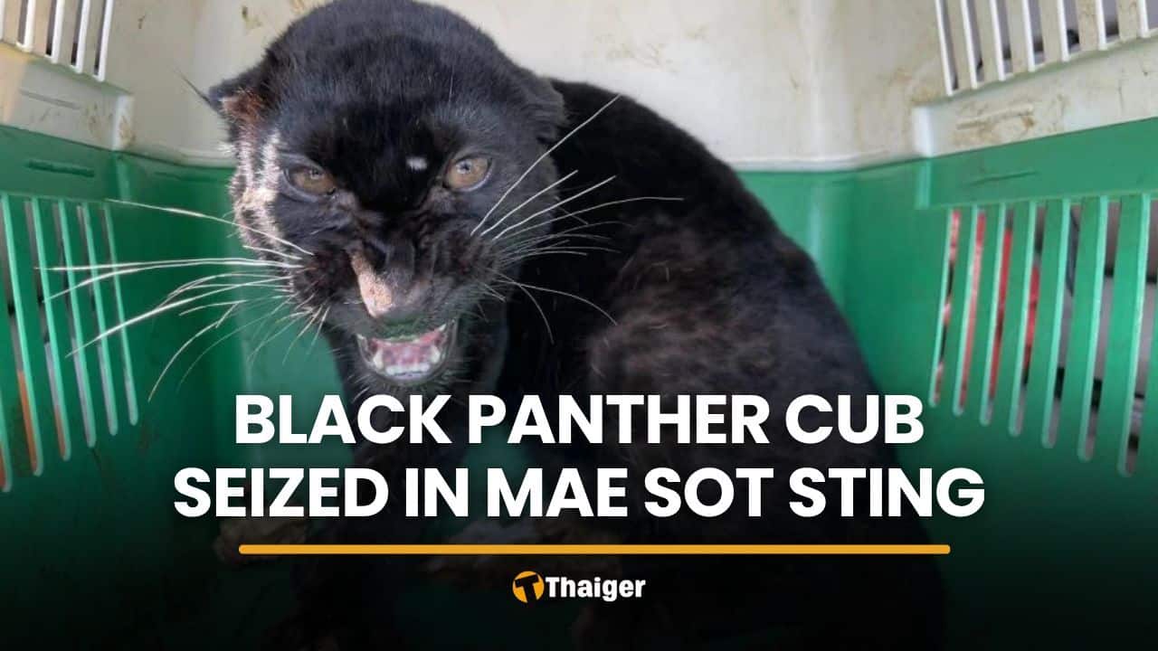 Black panther cub seized in Mae Sot sting operation | Thaiger