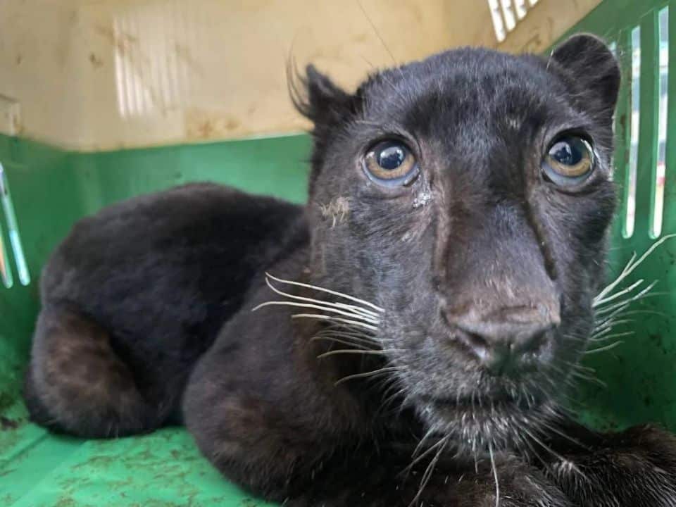 A black panther cub was seized in Mae Sot after police arrested two Myanmar nationals in an alleged cross-border wildlife trafficking case.
