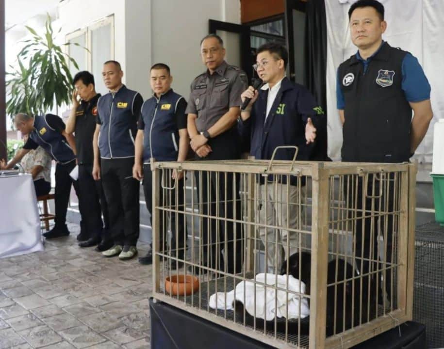 A black panther cub was seized in Mae Sot after police arrested two Myanmar nationals in an alleged cross-border wildlife trafficking case.