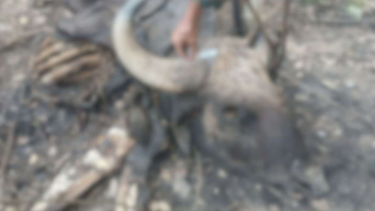 Officials are investigating a wildfire in Kaeng Krachan after flames spread across 5,000 rai, and two gaurs were found dead.