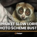 Protected slow loris seized from Phuket tourist photo tout | Thaiger