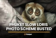 Protected slow loris seized from Phuket tourist photo tout | Thaiger