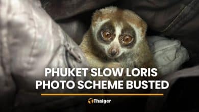Protected slow loris seized from Phuket tourist photo tout | Thaiger