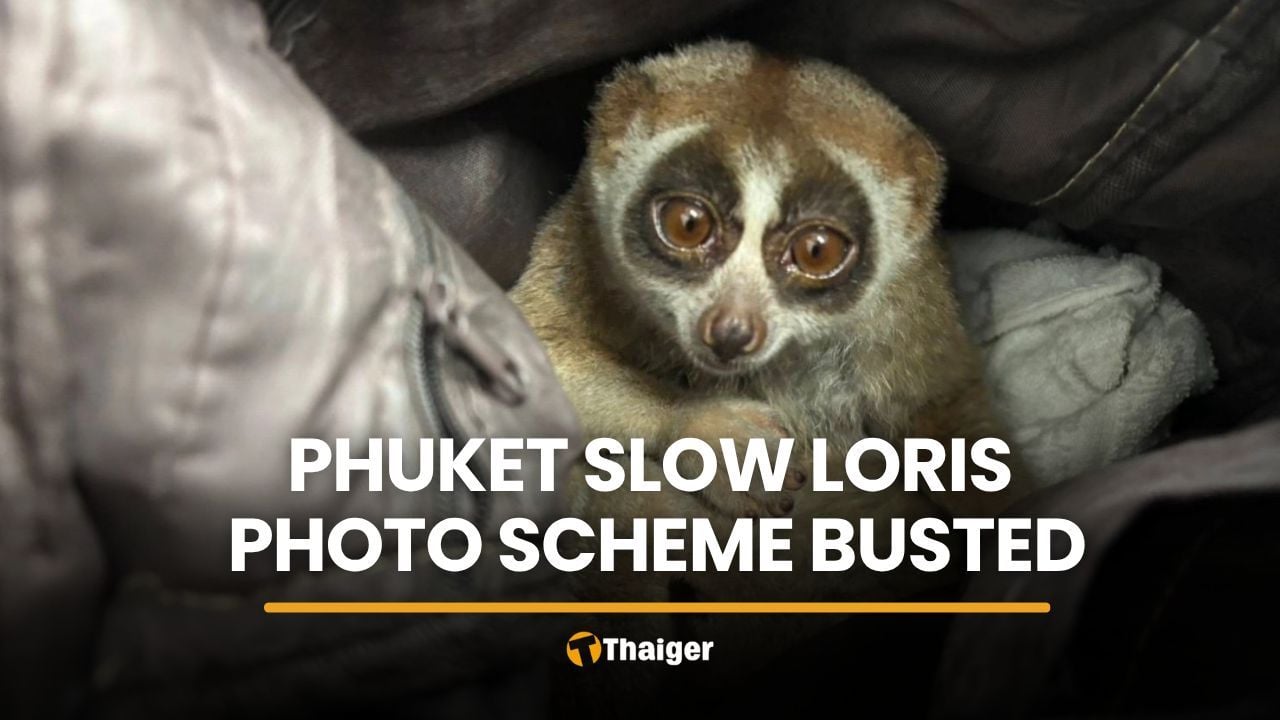 Protected slow loris seized from Phuket tourist photo tout | Thaiger