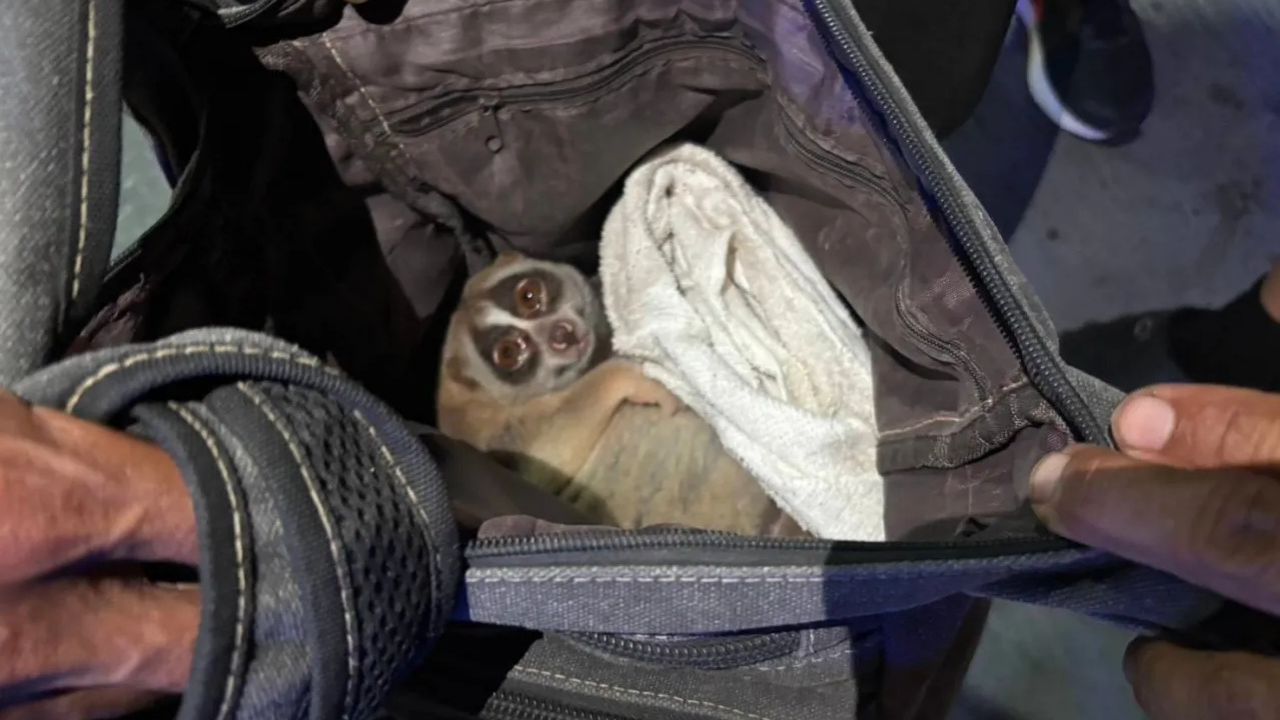 A man was arrested in Phuket after complaints that a protected slow loris was being carried around for tourist photo opportunities.